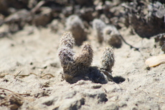 Pterocactus valentini