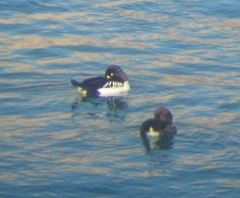 Bucephala clangula × islandica