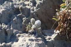 Pterocactus valentini