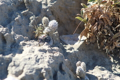 Pterocactus valentini