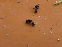 Crematogaster nigriceps