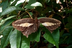 Dasyophthalma creusa