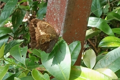 Dasyophthalma creusa