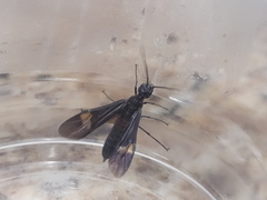 Xiphydriidae