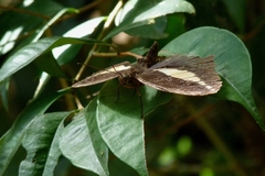 Dasyophthalma creusa