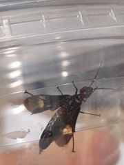 Xiphydriidae
