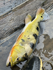 Cichla monoculus
