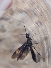 Xiphydriidae