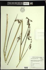 Schoenoplectus heterochaetus