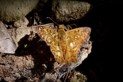 Myscelus amystis