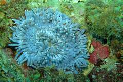 Heteractis
