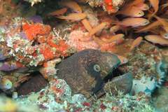 Gymnothorax breedeni