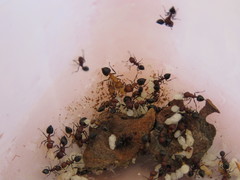 Crematogaster mimosae