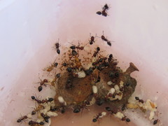 Crematogaster mimosae