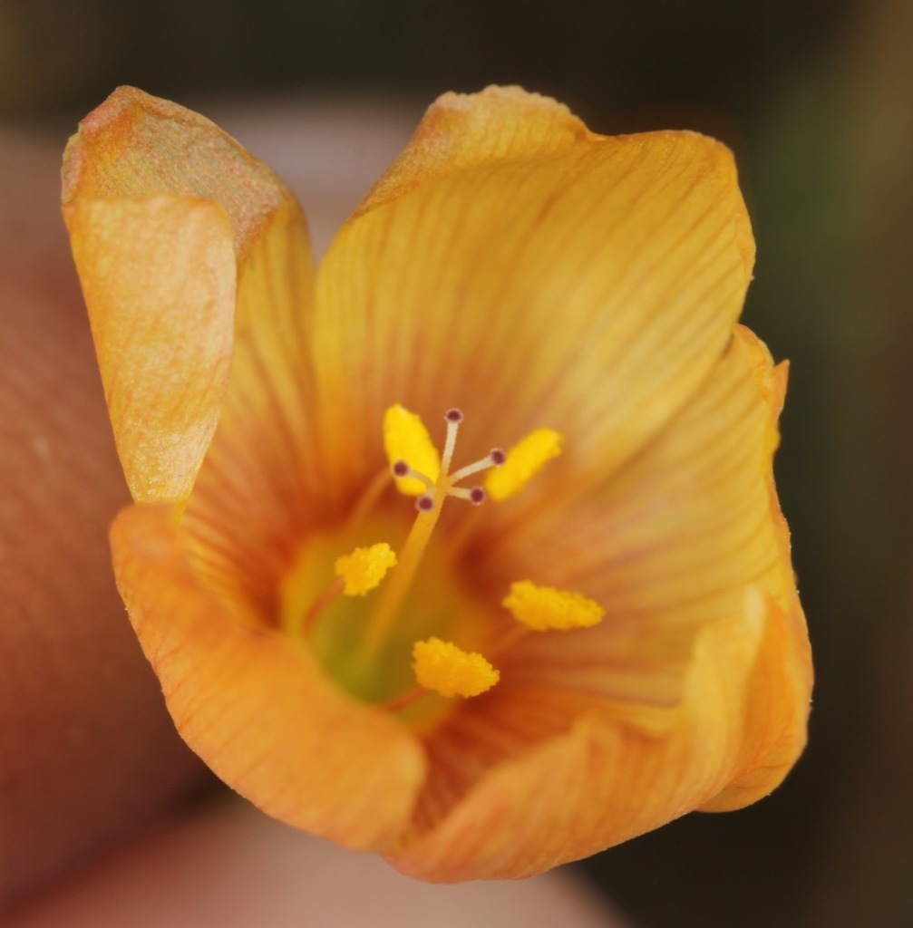 Allred's flax