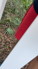 Pseudomyrmex gracilis