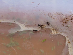 Hockingia curiosa