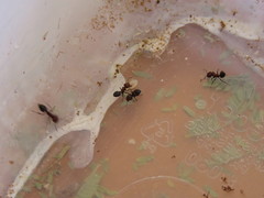Hockingia curiosa