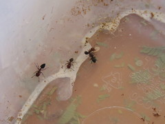 Hockingia curiosa