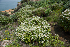 Lysimachia mauritiana
