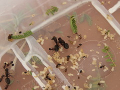 Crematogaster mimosae