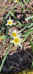 Tulipa bifloriformis