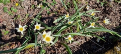 Tulipa bifloriformis