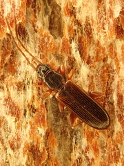 Dendrophagus crenatus