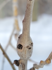 Euhexomyza schineri