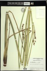 Schoenoplectus heterochaetus