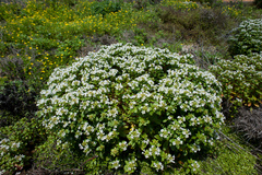 Lysimachia mauritiana