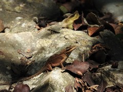 Anolis anisolepis
