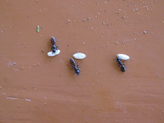 Crematogaster nigriceps