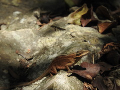 Anolis anisolepis