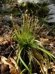 Carex humilis