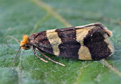 Lampronia capitella