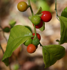 Cansjera leptostachya