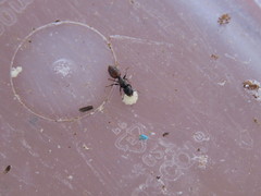 Crematogaster nigriceps
