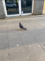 Columba livia domestica