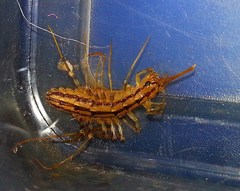 Scutigera coleoptrata