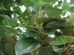 Cinnamomum kotoense