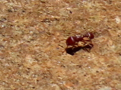 Tetramorium solidum