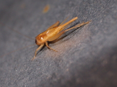 Trigonidiinae