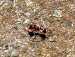 Tetramorium solidum