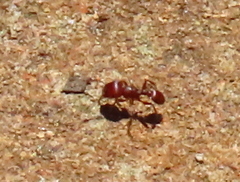 Tetramorium solidum