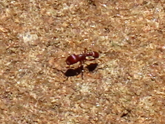 Tetramorium solidum