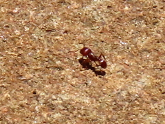 Tetramorium solidum