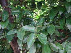 Cinnamomum kotoense