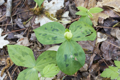 Trillium discolor