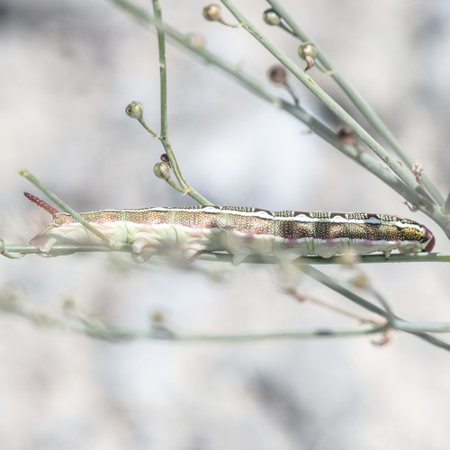Striped Hawkmoth